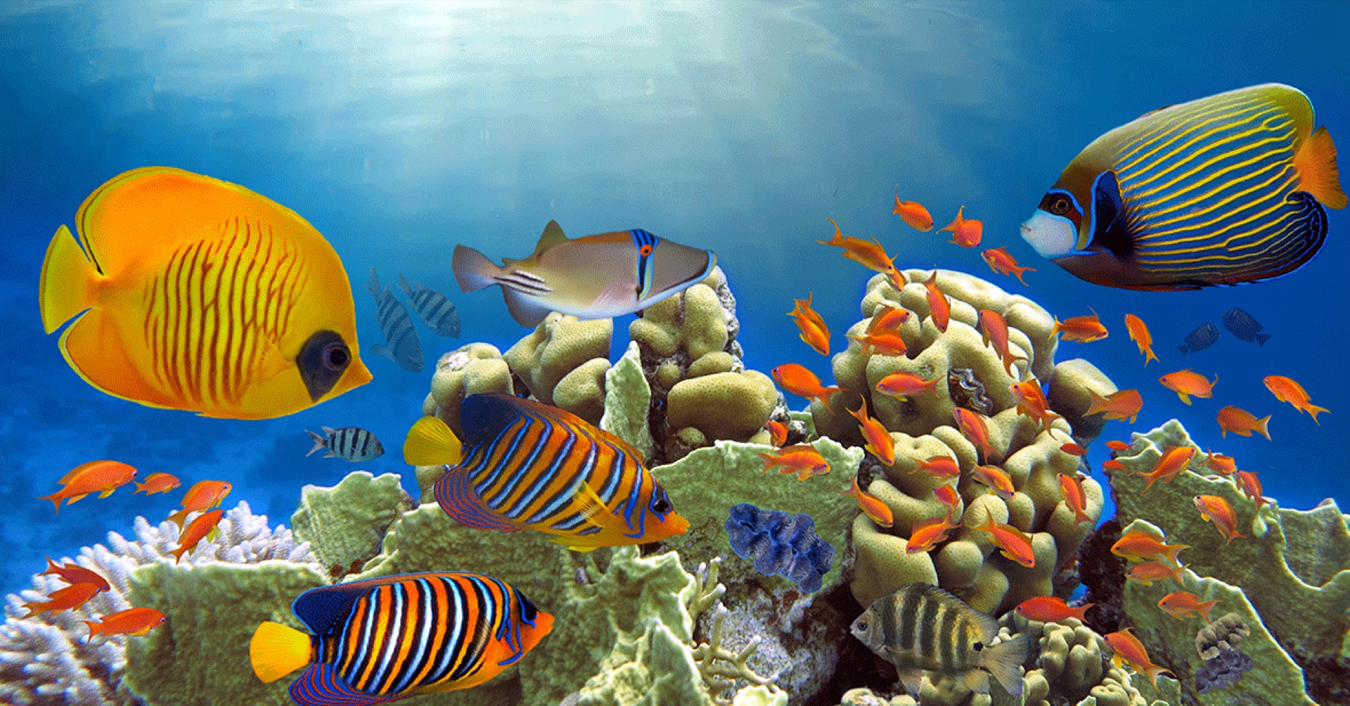 Guía de Liveaboards Mar Rojo 2026: escrita para buceadores que van en serio